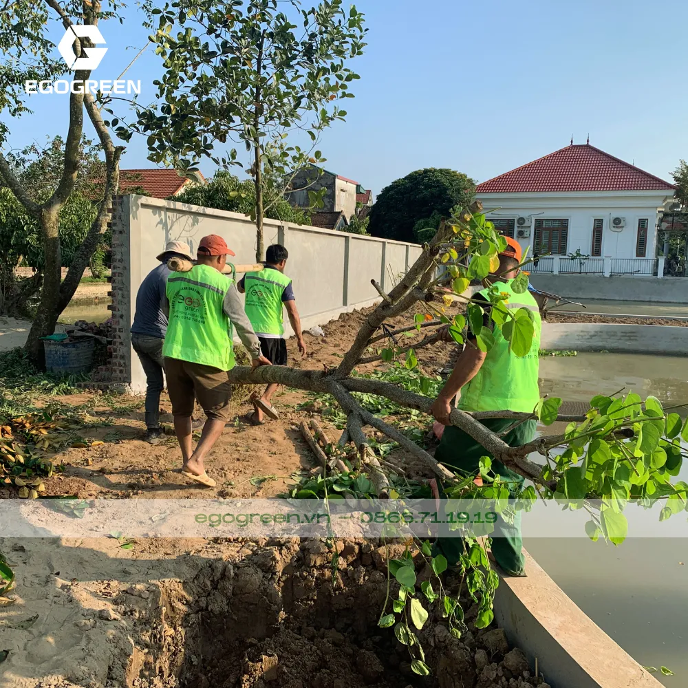 Dọn dẹp cây đổ hư hại trong sân vườn